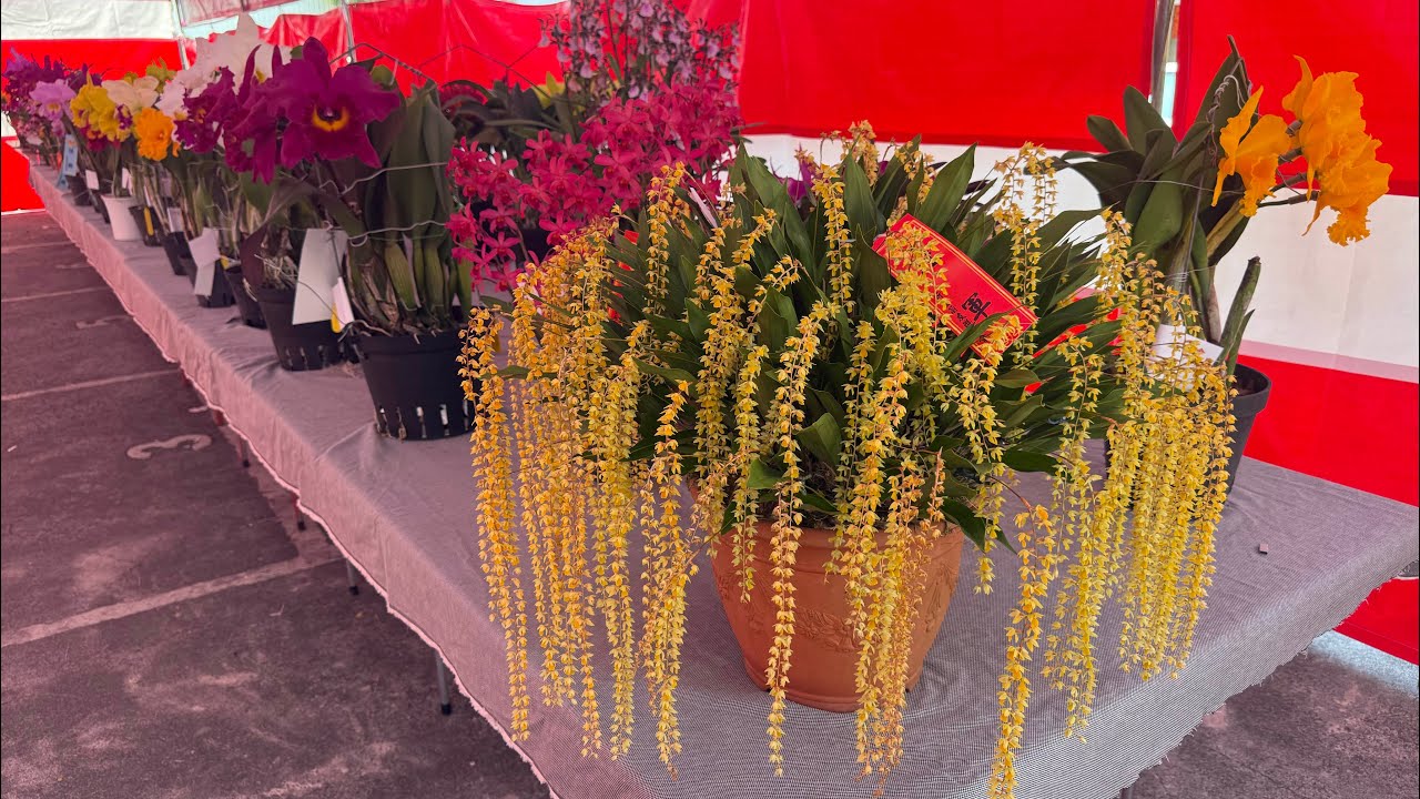 我們來逛逛台南的小蘭展