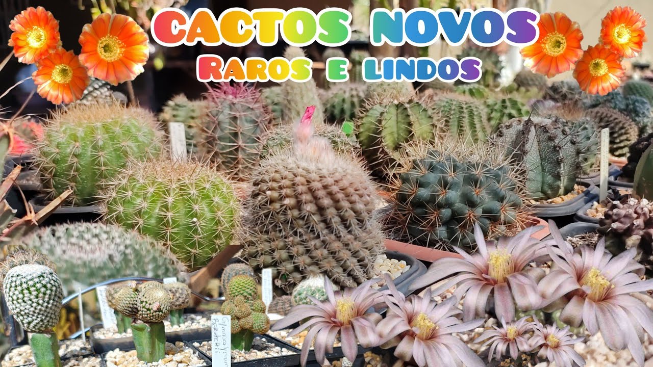 RECEBIDO NOVO, CACTOS UNICOS E RAROS. #jardimdecactos #plantas #cactus 