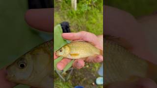 Карась на мормышку летом #рыбалка #карась #мормышка #narval