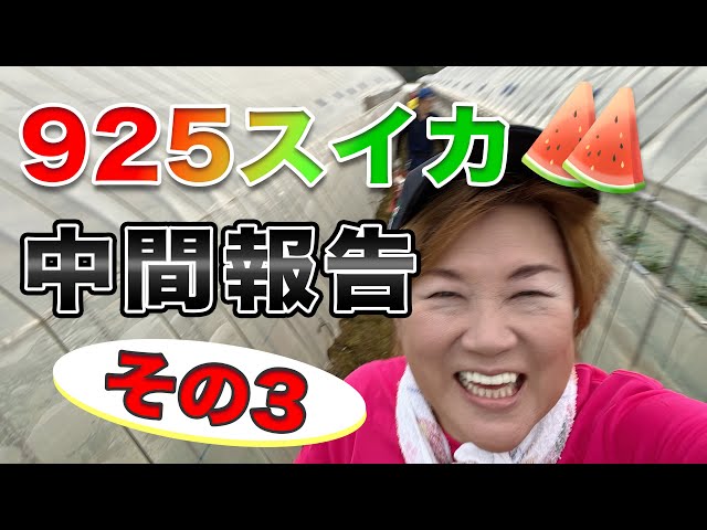 925 Watermelon Interim Report [Part 3] - YouTube