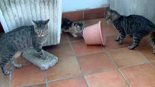 DSCF3714.AVI