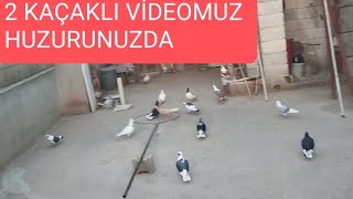 2 Kaçakli Vi̇deomuz Huzurumuzda Üvercin