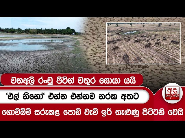 'එල් නිනෝ' එන්න එන්නම නරක අතට |  ගොවිබිම් සරුකළ පොඩි වැව් ඉරි තැළුණු පිට්ටනි වෙයි | Ada Derana