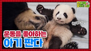 (SUB) 'I'm Going To Be Muscle Princess!' Baby Panda Is Doing Situps│Panda World