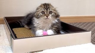 For some reason, our cute kitten exclusively likes pink on this day. Elle video No.52 by Cute Kitten Elle 479 views 4 days ago 2 minutes, 43 seconds