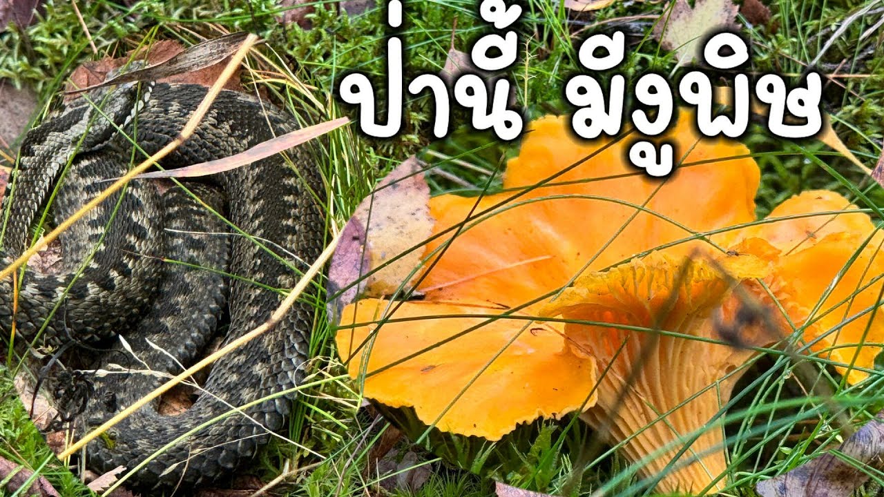Ep.5 ป่านี้มีงู 2 ตัว เก็บเห็ดมันปู4/9/25