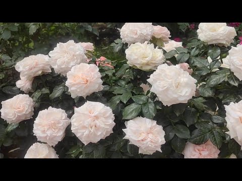 Video: Atracții Din Berna: Rose Garden