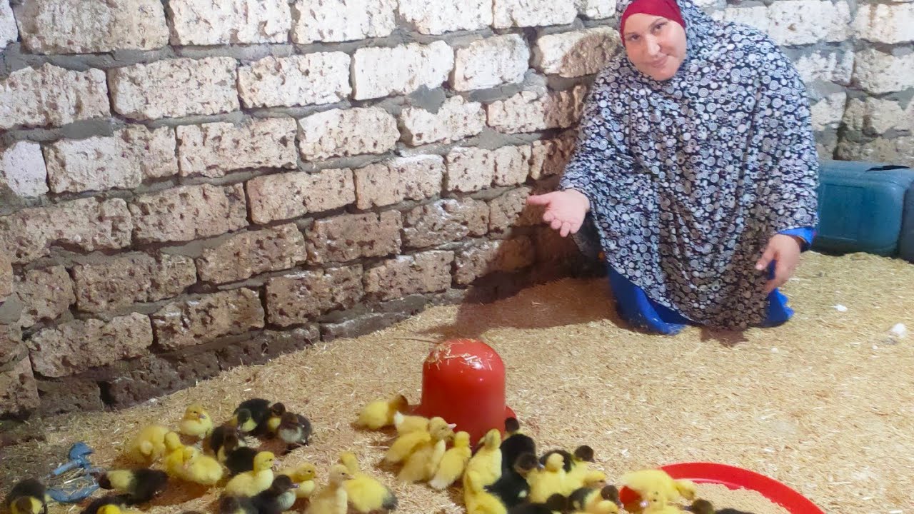 اول يوم انهاردة في دورة البط المسكوفى مشروعى الجديد اللى هيلبسك الدهب