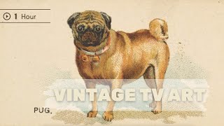 Vintage TV Art  Wallpaper |Antique Pug Print | Single Image 1 Hour No Sound screenshot 2