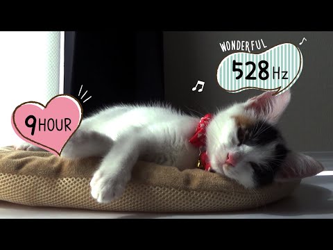 528Hz.😸Cat therapy, Music that helps cats sleep well, Nine hours of sleep music.