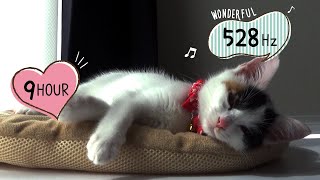 猫のための音楽【528Hz】留守番でも安心。猫が落ち着く。癒される音楽,　9時間　キャットセラピー　睡眠音楽