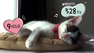 猫のための音楽【528Hz】留守番でも安心。猫が落ち着く。癒される音楽,　9時間　キャットセラピー　睡眠音楽