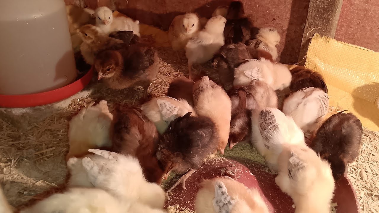 Куры, содержащиеся на свободном выгуле, достигли 7-дневного возраста; нам нужно вакцинировать их ...