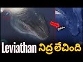 🚨 Is Leviathan real ? | Facts About The Leviathan Sea Monster | Abhishek Batha | inthiyaz | i Talks