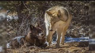 Volunteers work together to save wolves in Colorado