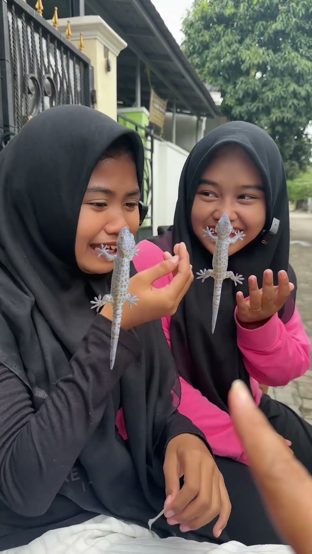 HIDUNGNYA DIGIGIT HEWAN CICAK BESAR ??