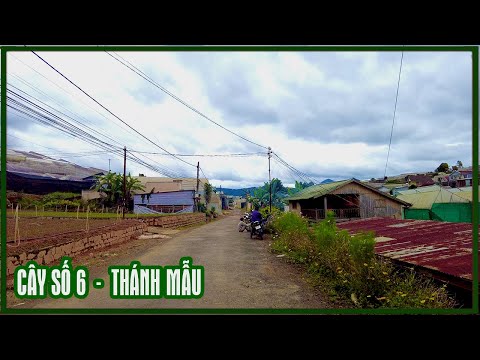 Video Tình hình Đà Lạt hôm nay - Cây số 6 Thánh Mẫu, vùng... - youtube