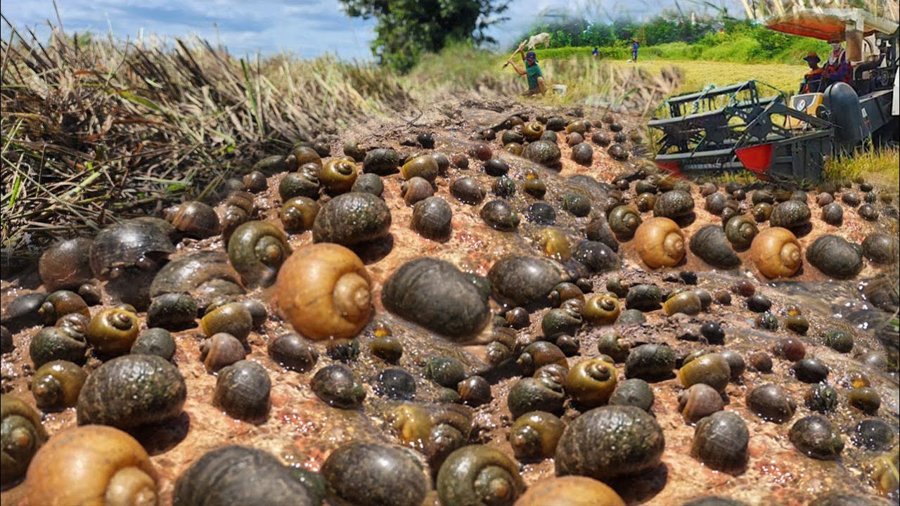 Picking Snails in rice harvest along Manchin cut rice.