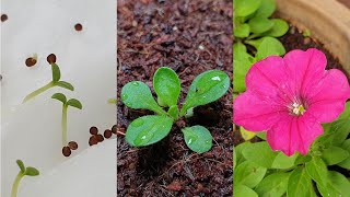 Petunia flower | How to grow petunias from seeds