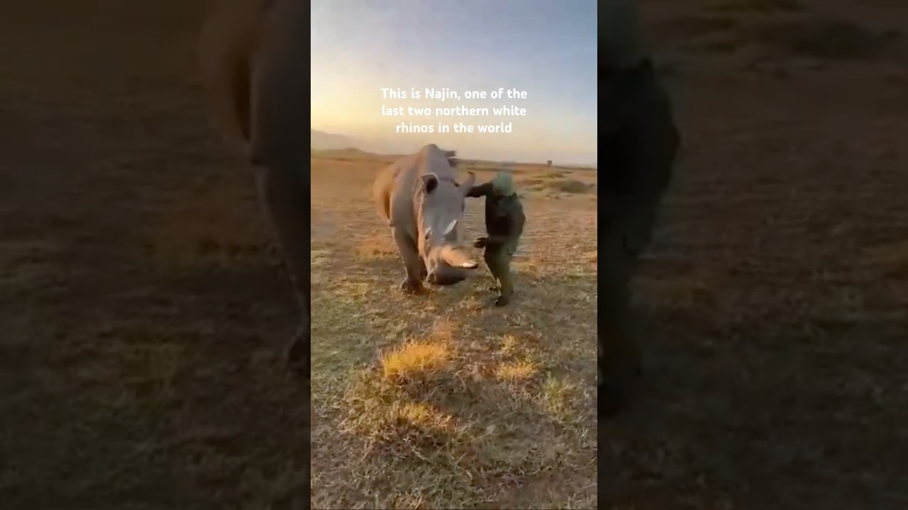 Northern white rhino Najin turns 36