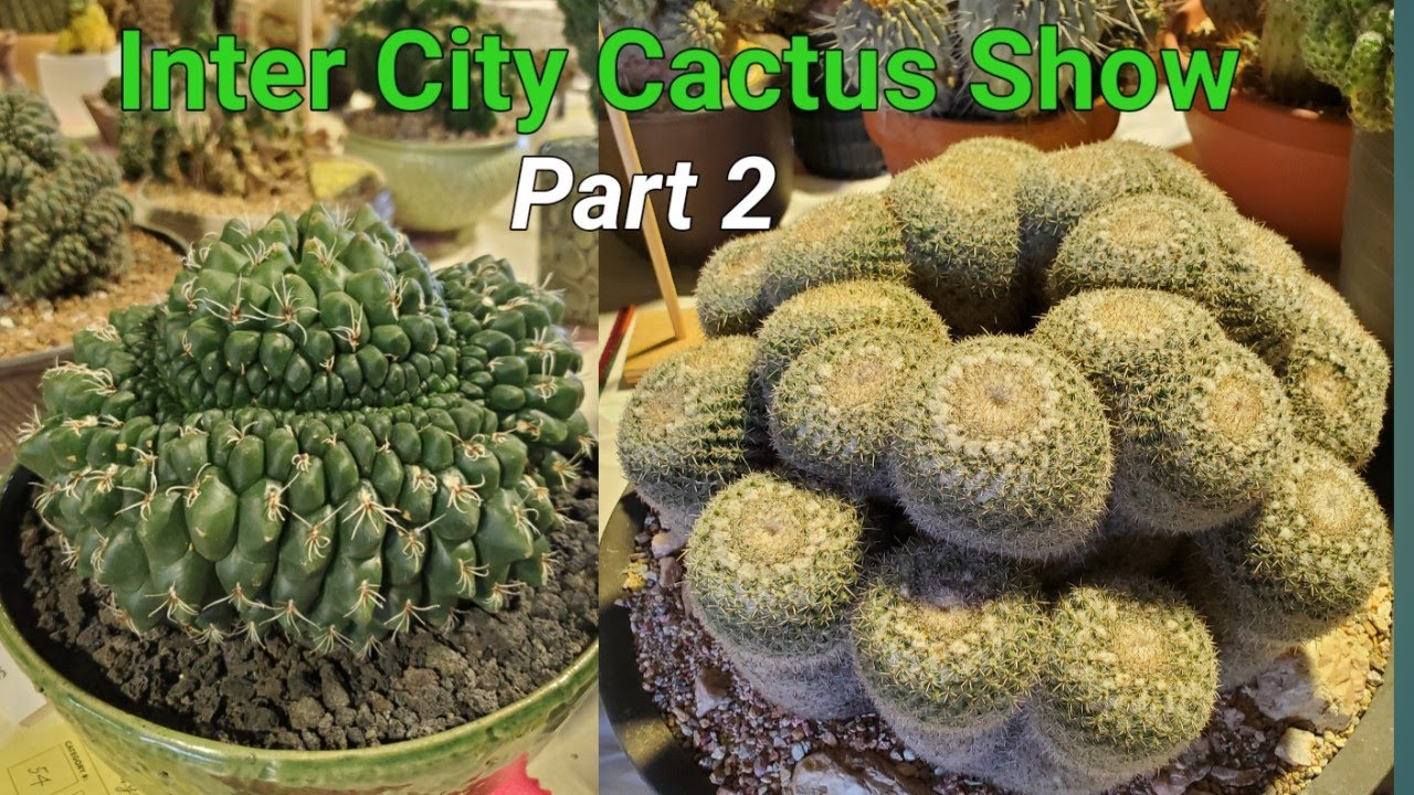 Inter City Cactus and Succulent Show 2024 at L.A. Arboretum. Part 2