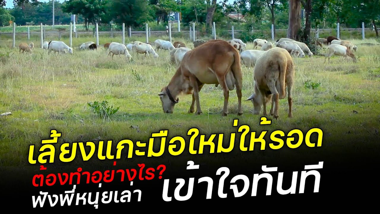 เลี้ยงแกะมือใหม่ ต้องทำอย่างไร? ฟังพี่หนุ่ยเล่า เข้าใจทันที