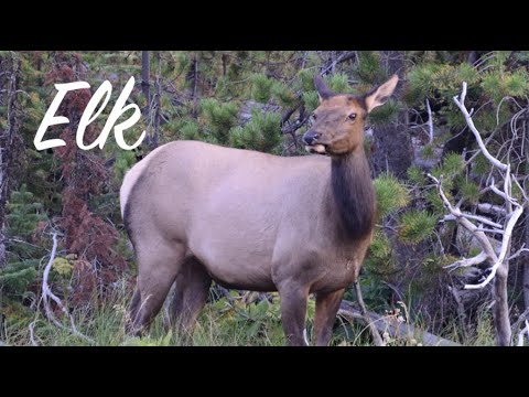 Elk (Cervus canadensis)  in Yellowstone National Park (USA) #elks #yellowstonenationalpark