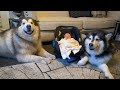 Alaskan malamute meets new baby for the first time (cutest reactions)