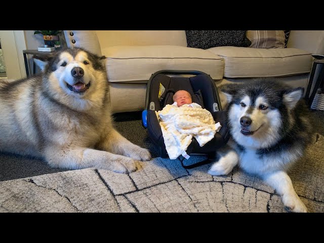 Alaskan malamute meets new baby for the first time (cutest reactions)