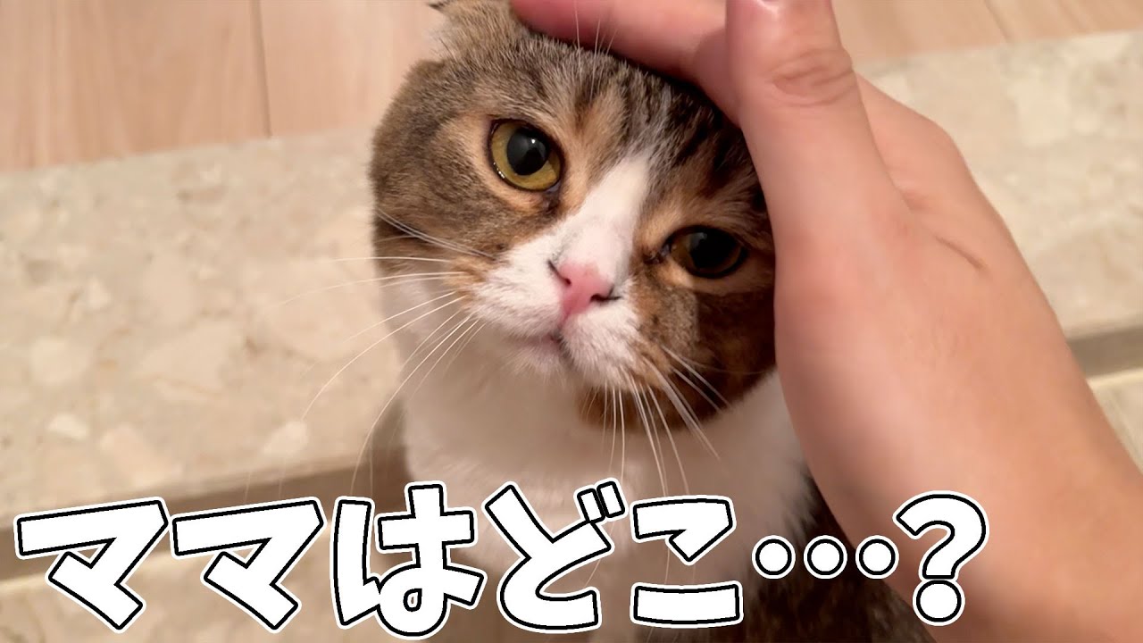 猫さんです！他の方はご購入頂けませんのでご注意下さいませ。 ねこのいえで ｜ アリス館