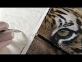 How to draw a Tiger Face - part 1 outline sketch