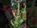 Firecracker Flowers ki khubsoorti. #terracegarden #garden #flowers #trending