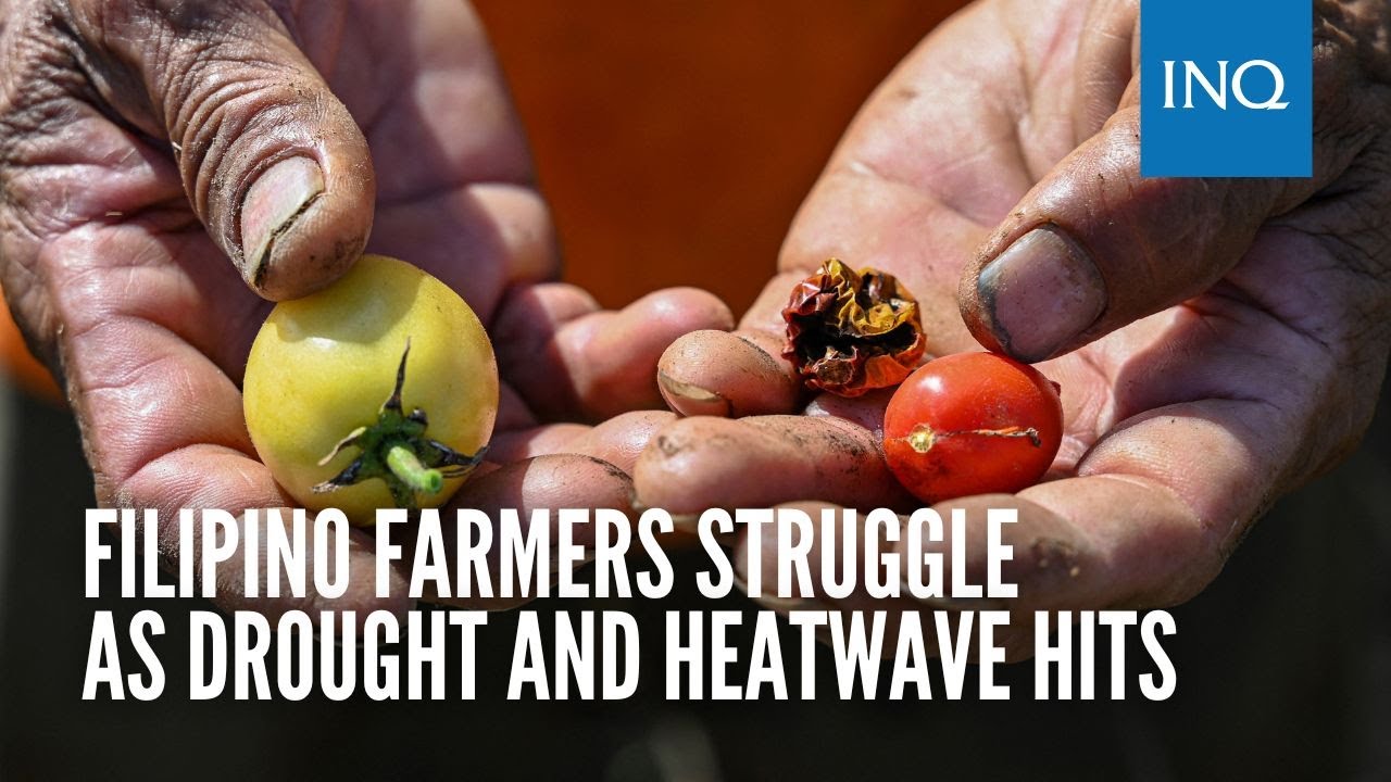 Filipino farmers struggle as drought and heatwave hits - YouTube