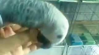 how to train an african grey parrot 03459442750 Zain Ali Farming in Pakistan tame gray parrot