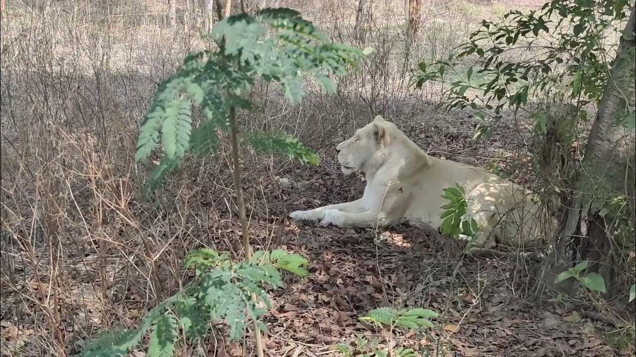 White Lioness Sitting under Trees | Lions | White Lion | Lion Panting ...