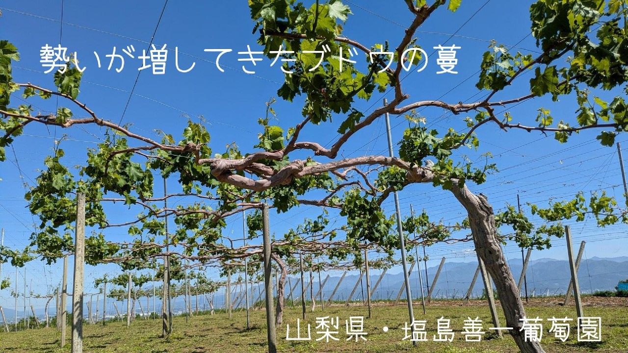 018 日毎に伸びる葡萄の蔓 grapevines are growing stronger by the