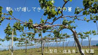 018 日毎に伸びる葡萄の蔓 grapevines are growing stronger by the