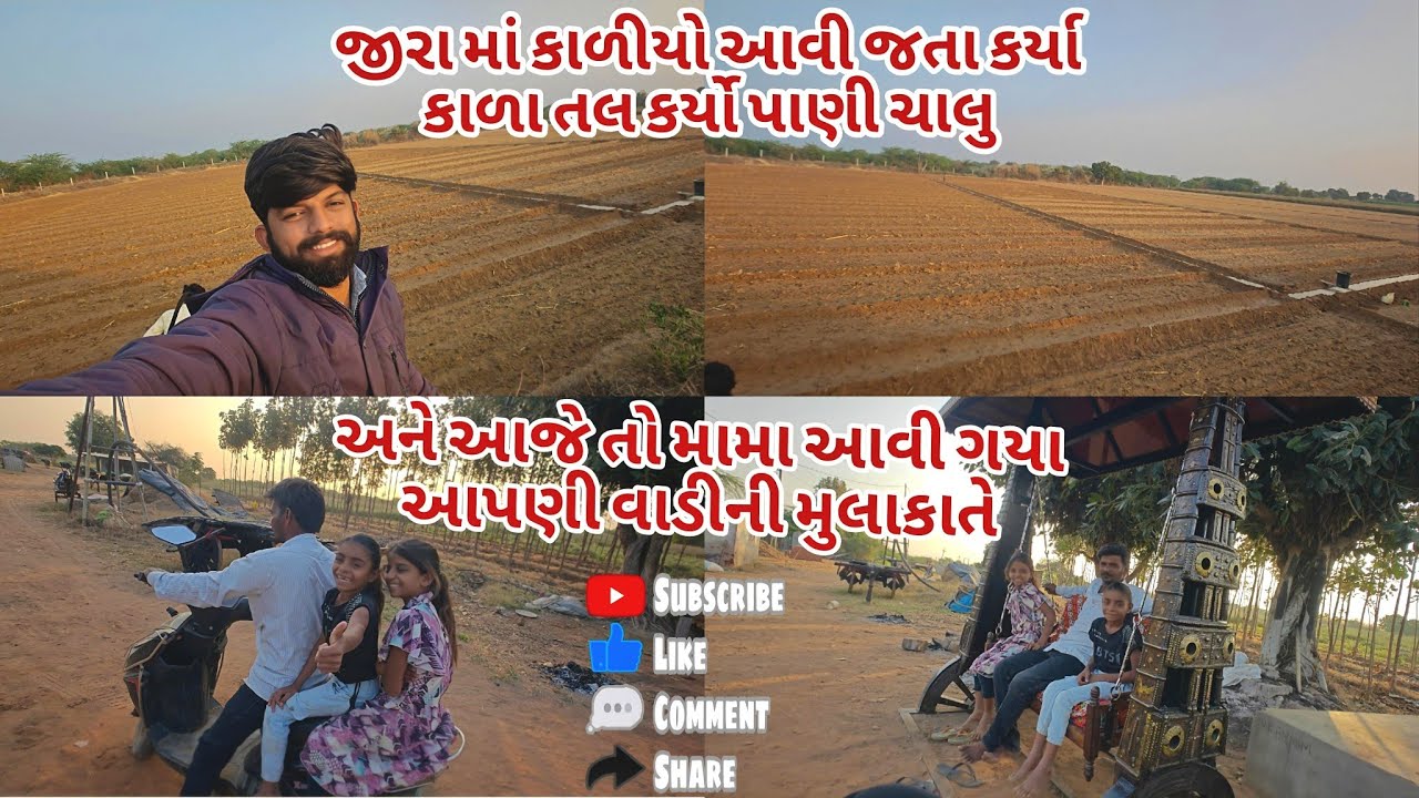 જીરામાં કાળીયો આવી ગયો! 😱 વાવ્યા કાળા તલ હવે શું કરવું? | મામા આવ્યા આપણી વાડીએ 😍