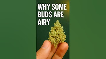 What Causes Airy And Fluffy Cannabis Buds (And How to Avoid It Next Time)
