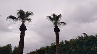 Gilbert A.Z morning rainstorms 7/18/2026