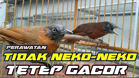 CARA PERAWATAN BURUNG TEPUS AGAR CEPAT GACOR