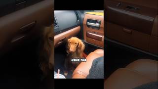DOGGY DETECTED LOW BLOOD SUGAR FROM 200 FEET AWAY