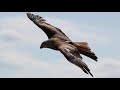 Tyler James Cook - "Black Hawk"