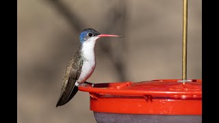 Paton Center for Hummingbirds Feb, 2020