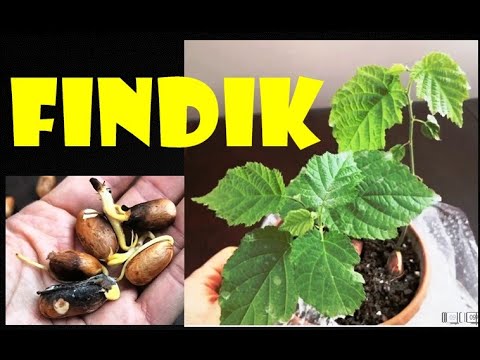 FINDIK ÇEKİRDEĞİ NASIL ÇİMLENİR ? ( How to Germinate Hazelnut?) ( Wie keimt man Haselnüsse?)