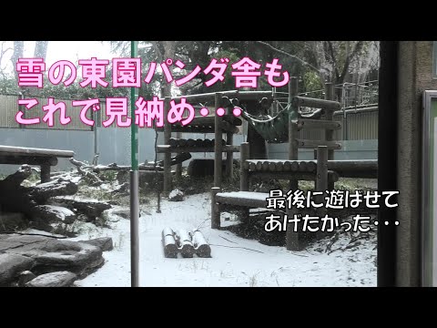 2/10シャンシャン最後の雪は見れず…上野には雪が薄っすらと積もりましたgiantpanda @tokyo 上野動物園