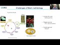 Screening gene libraries to rapidly identify immunerecognised virulence genes in plant pathogens