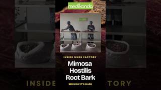 Mimosa Hostilis Root Bark MHRB Harvesting & Production Process at Medikonda Nutrients
