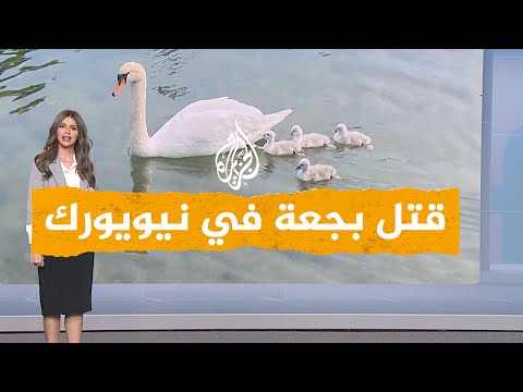 شبكات| بجعة على مائدة مراهقين أمريكيين وعائلاتهم والشرطة توقفهم