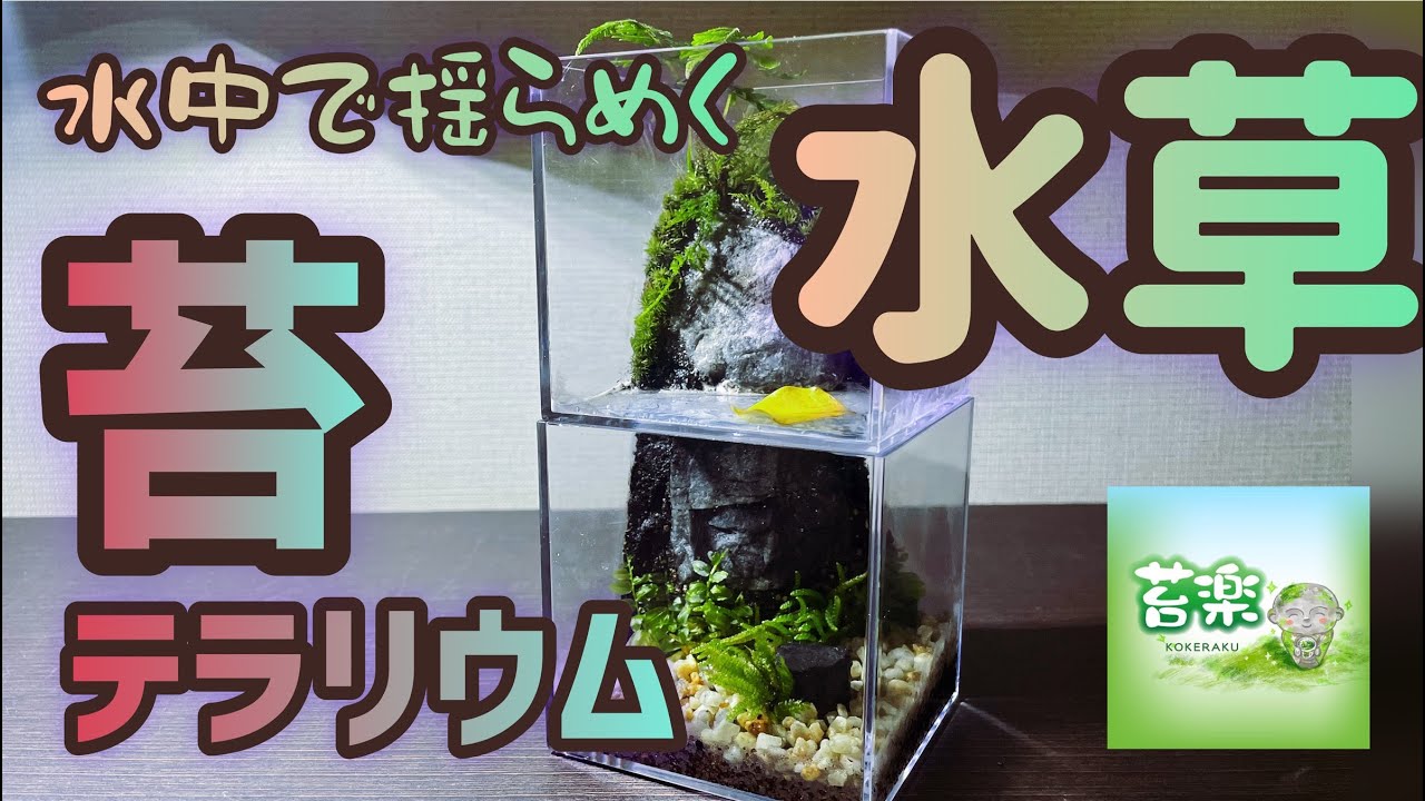 A scene with swaying aquatic plants in the water [Moss terrarium